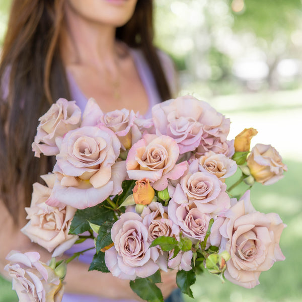 Stephen Rulo Potted Rose Bush