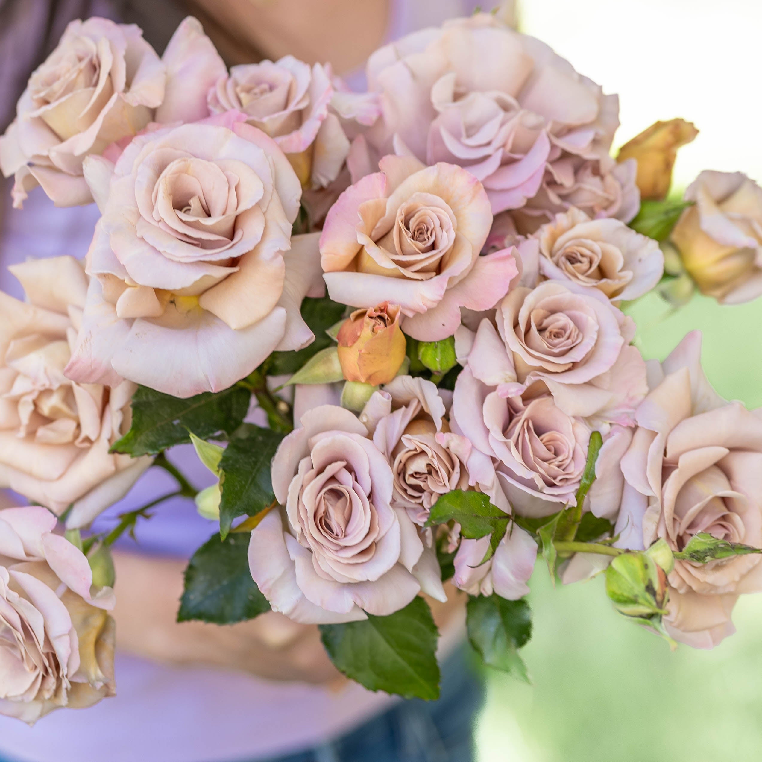 Stephen Rulo Potted Rose Bush