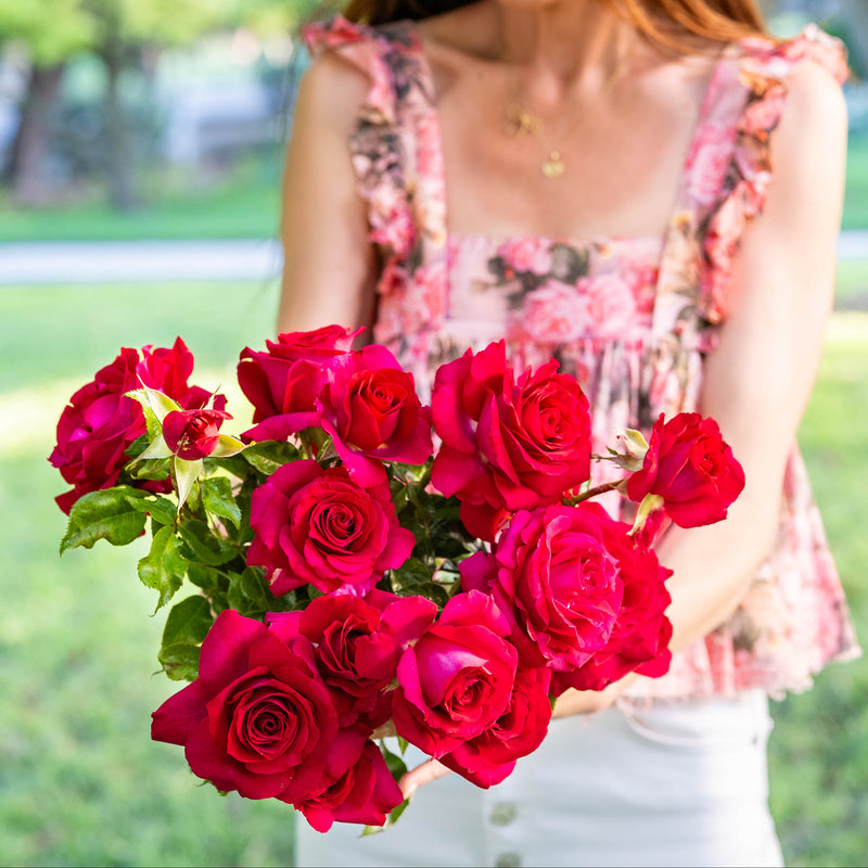 Stiletto™ Potted Rose Bush