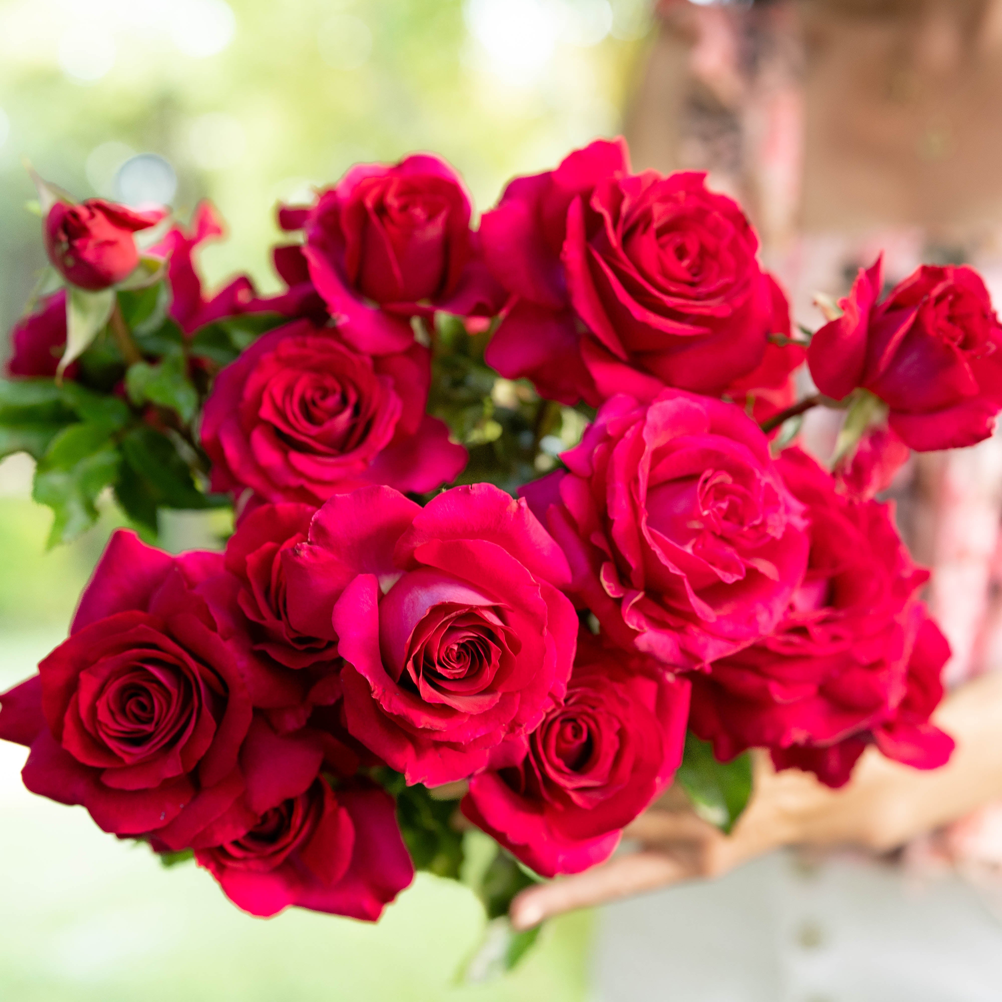 Stiletto™ Potted Tree Rose
