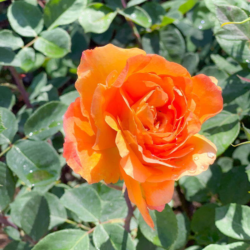 Strike It Rich™ Potted Rose Bush