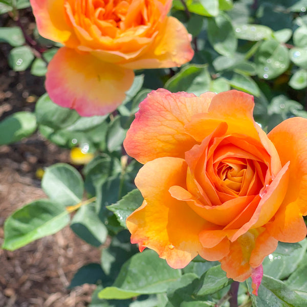 Strike it Rich® Bare Root Rose Bush