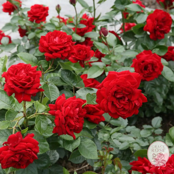 Sunbelt® Desmond Tutu™ Rose Bush