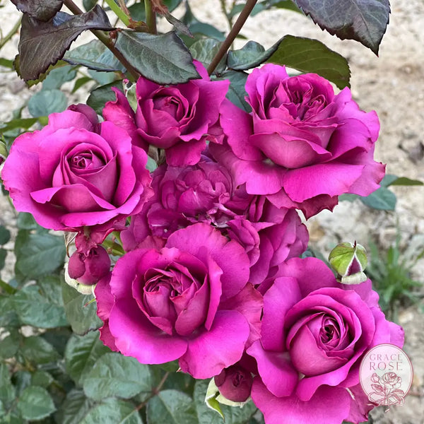 Sunbelt® Plum Perfect™ Rose Bush 1-gallon own root rose BUSHES