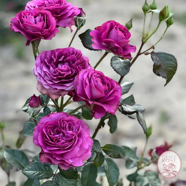 Sunbelt® Plum Perfect™ Rose Bush 1-gallon own root rose BUSHES