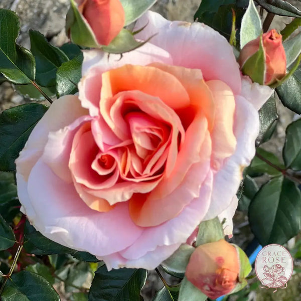 Sunbelt® Soul Sister™ Rose Bush 2 Year Old Potted Rose Bush BUSHES