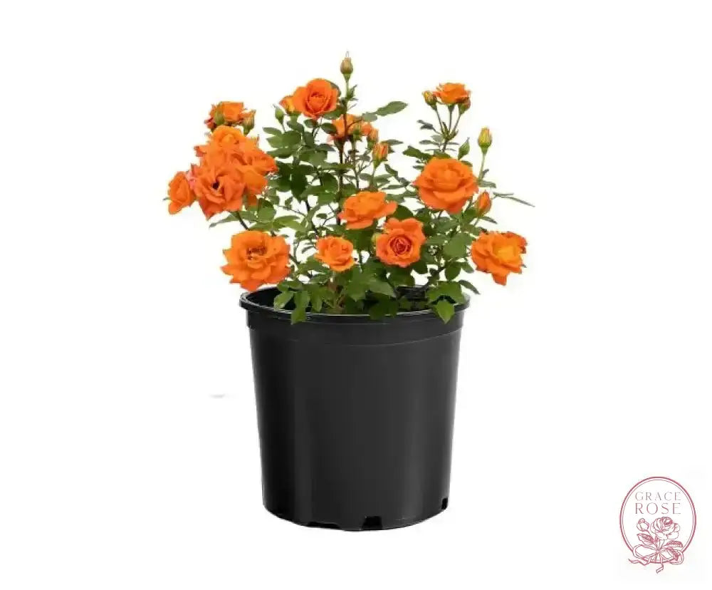 Sunblaze Amber Potted Rose Bush | Amber Miniature Rose Bush | Grace Rose Farm Sunblaze Amber Potted Rose Bush | Amber Miniature Rose Bush | Grace Rose Farm