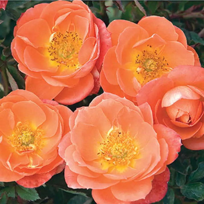 Sunblaze® Amber Potted Rose Bush