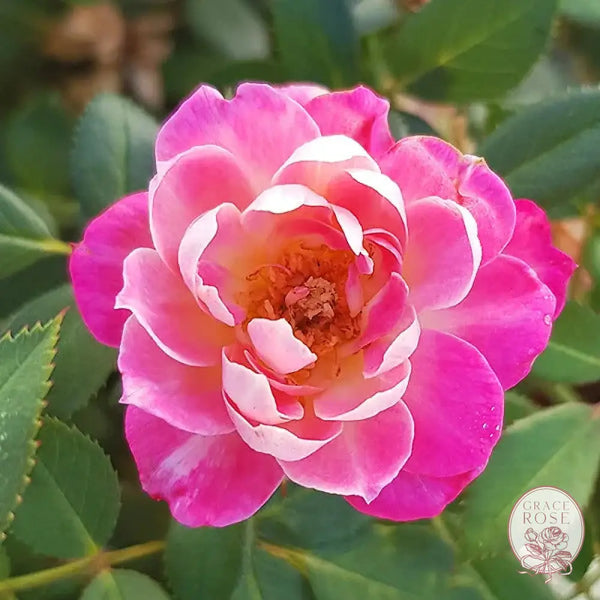 Sunblaze® Pink Potted Rose Bush #1 Own Root Potted Rose Bush BUSHES