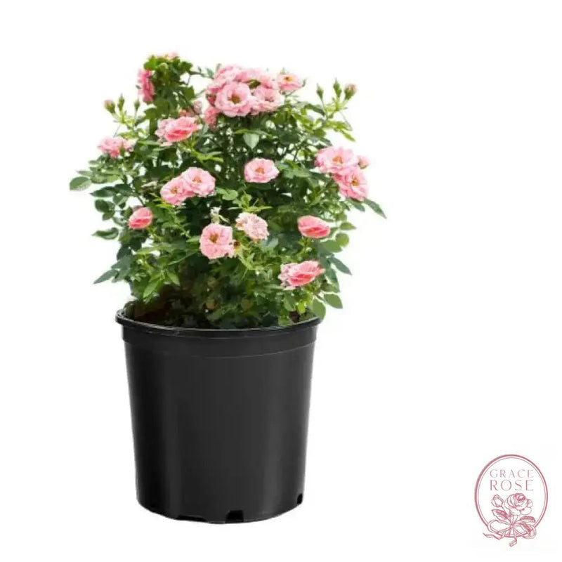 Sunblaze® Sweet Potted Rose Bush