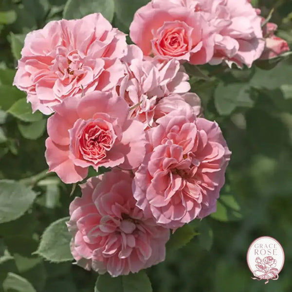 Sunblaze® Sweet Potted Rose Bush