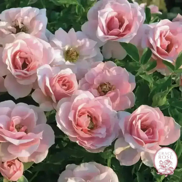 Sunblaze® Sweet Potted Rose Bush