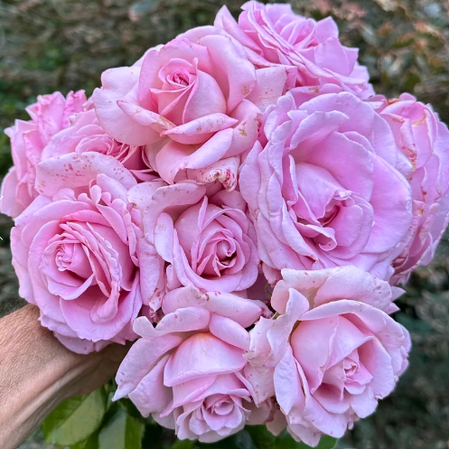 Sweet Willamina Bare Root Rose Bush