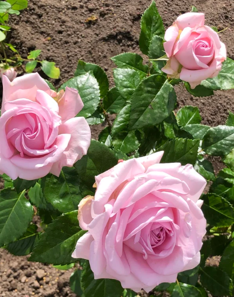 Sweet Willamina Bare Root Rose Bush