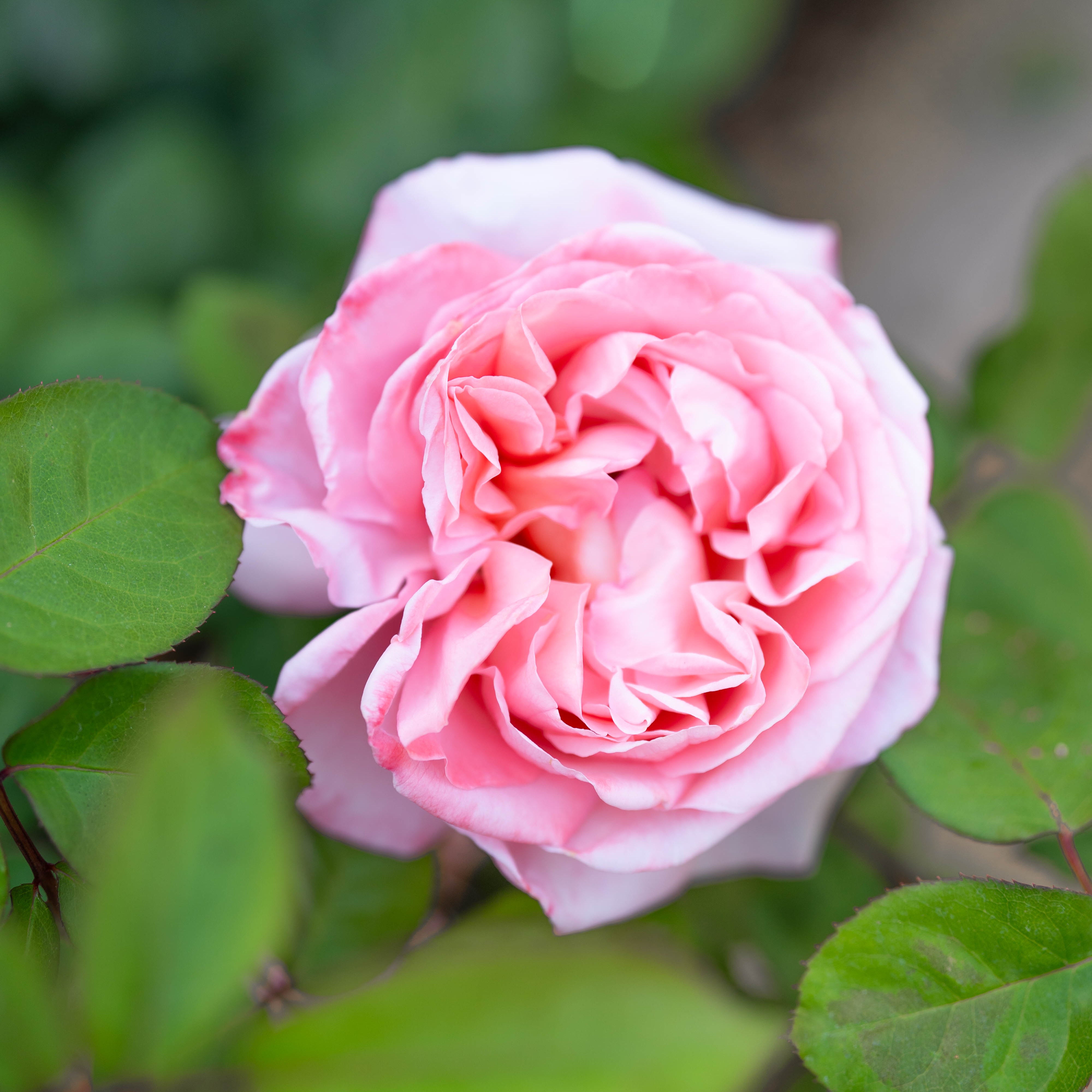 Sweet Mademoiselle™ Bare Root Rose Bush