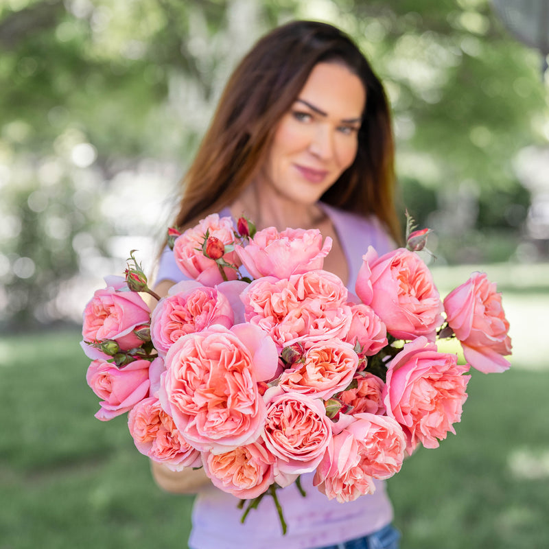 Sweet Mademoiselle™ Bare Root Tree Rose