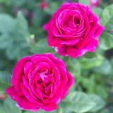 Sweet Spirit™  Bare Root Rose Bush