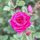 Sweet Spirit™  Bare Root Rose Bush