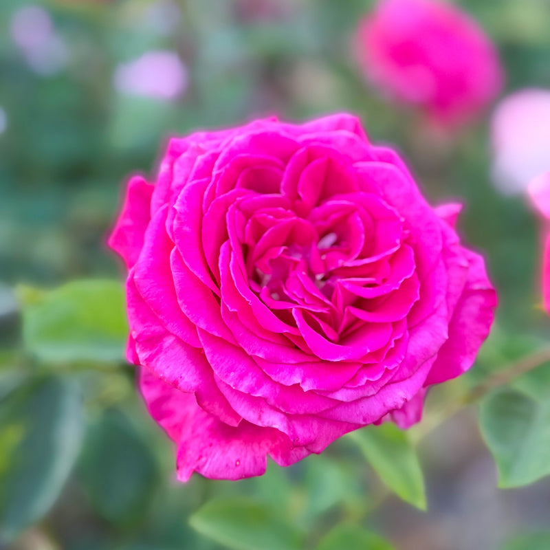 Sweet Spirit™  Bare Root Rose Bush