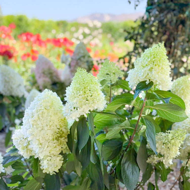 Sweet Starlight™ Potted Panicle Hardy Hydrangea Tree