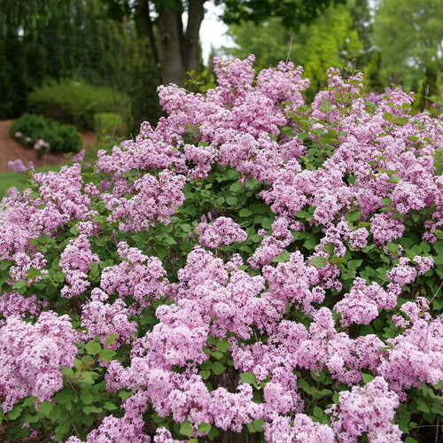 Proven Winners® Bloomerang® Purpink® Bare Root Lilac Bush