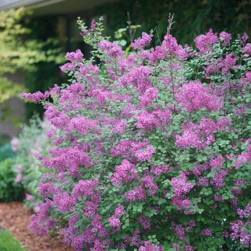 Proven Winners® Bloomerang® Dark Purple Bare Root Lilac Bush