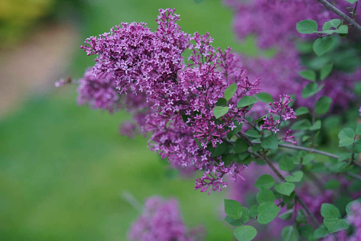 Proven Winners® Bloomerang® Dark Purple Bare Root Lilac Bush