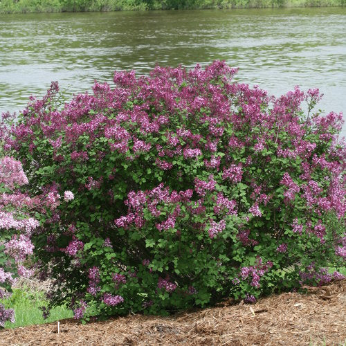 Proven Winners® Bloomerang® Dark Purple Bare Root Lilac Bush