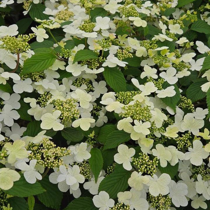 Proven Winners® Viburnum Steady Eddy® Doublefile Potted Viburnum