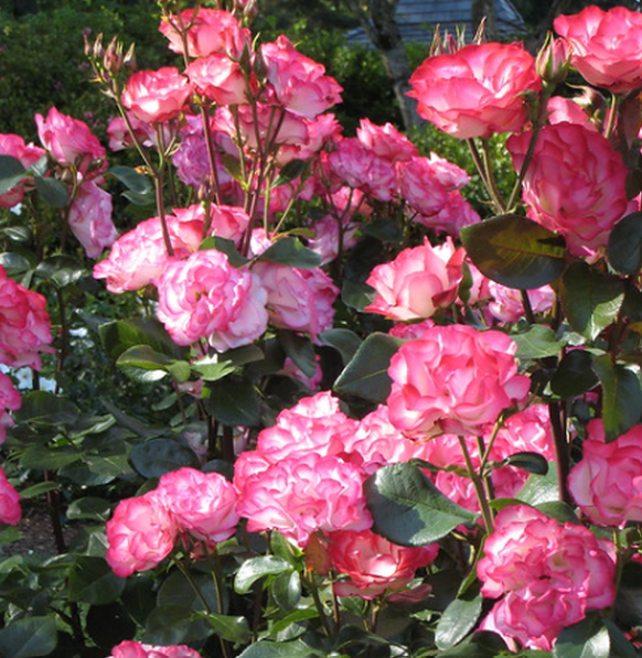 Tabris™ Bare Root Rose Bush