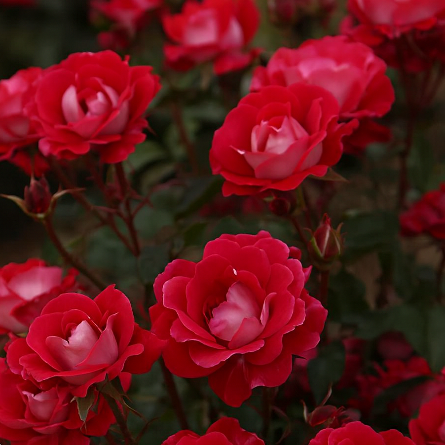 Take it Easy® Bare Root Rose Bush