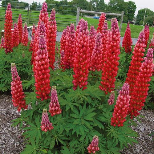 Lupine Westcountry™ Red Rum Potted Lupine Plant