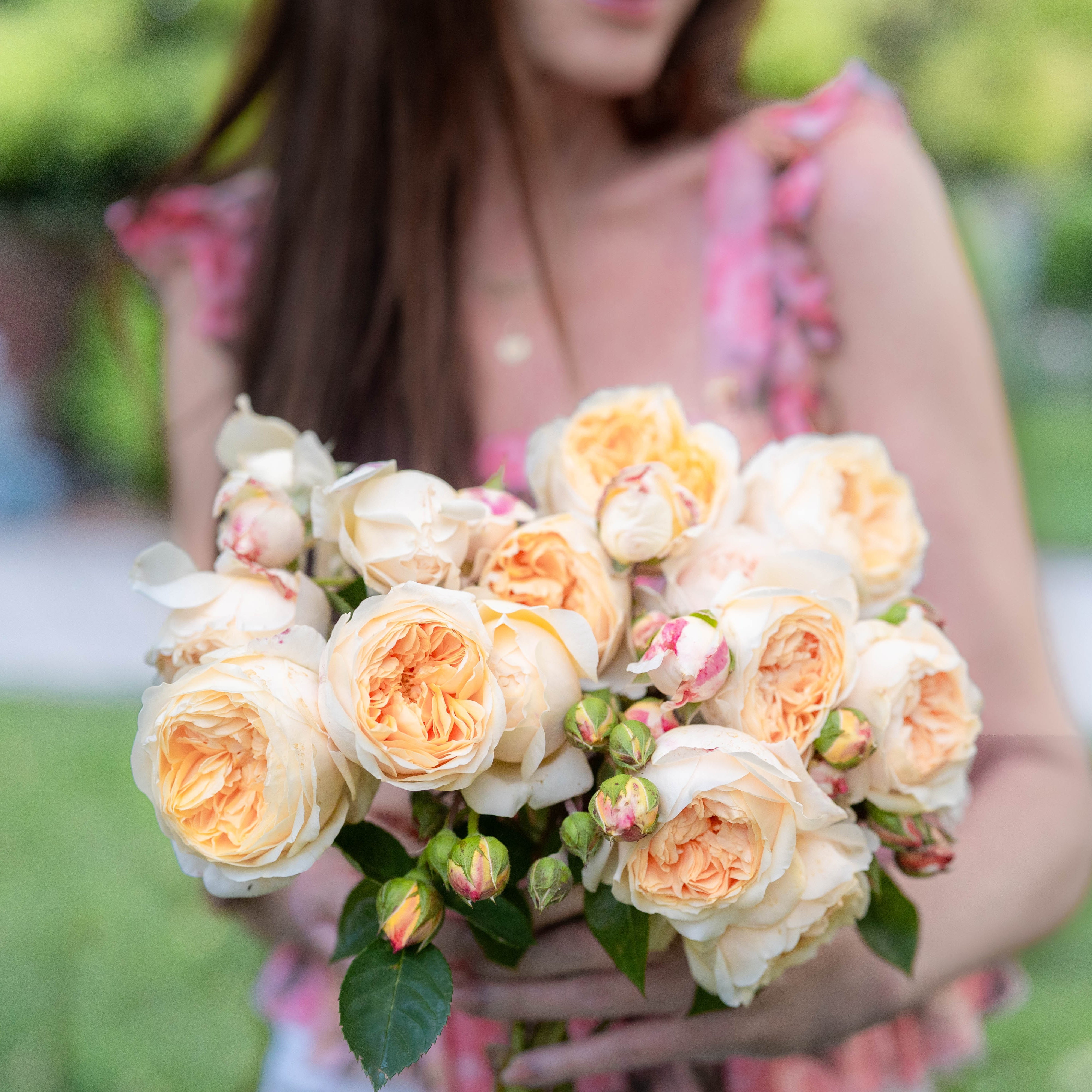 ブライスアウトフイット(roses) David Austin® Teasing Georgia® Potted Climbing Rose - Grace Rose Farm