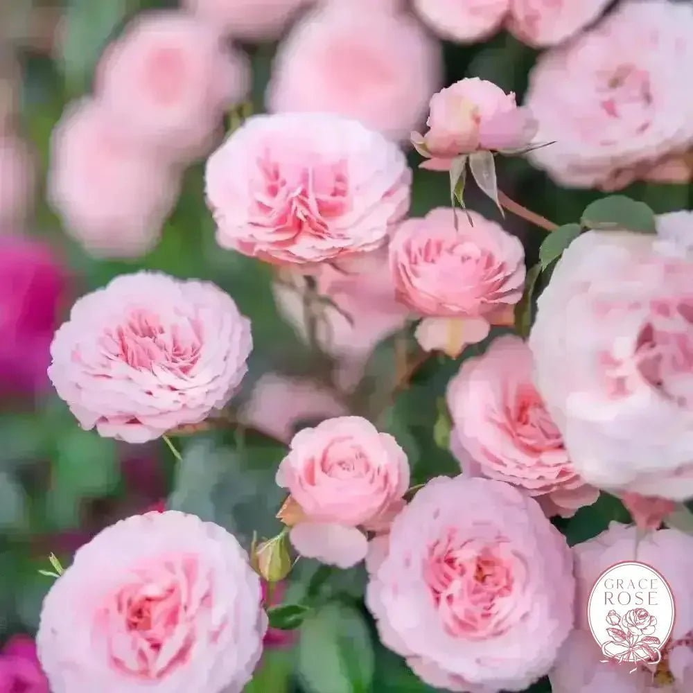 Wuthering Blooms Bouquet Bare Root Rose Bundle