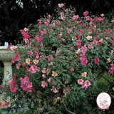 The Butterfly Rose (Mutabalis) Potted Climbing Rose