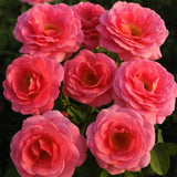 Time After Time™  Bare Root Tree Rose