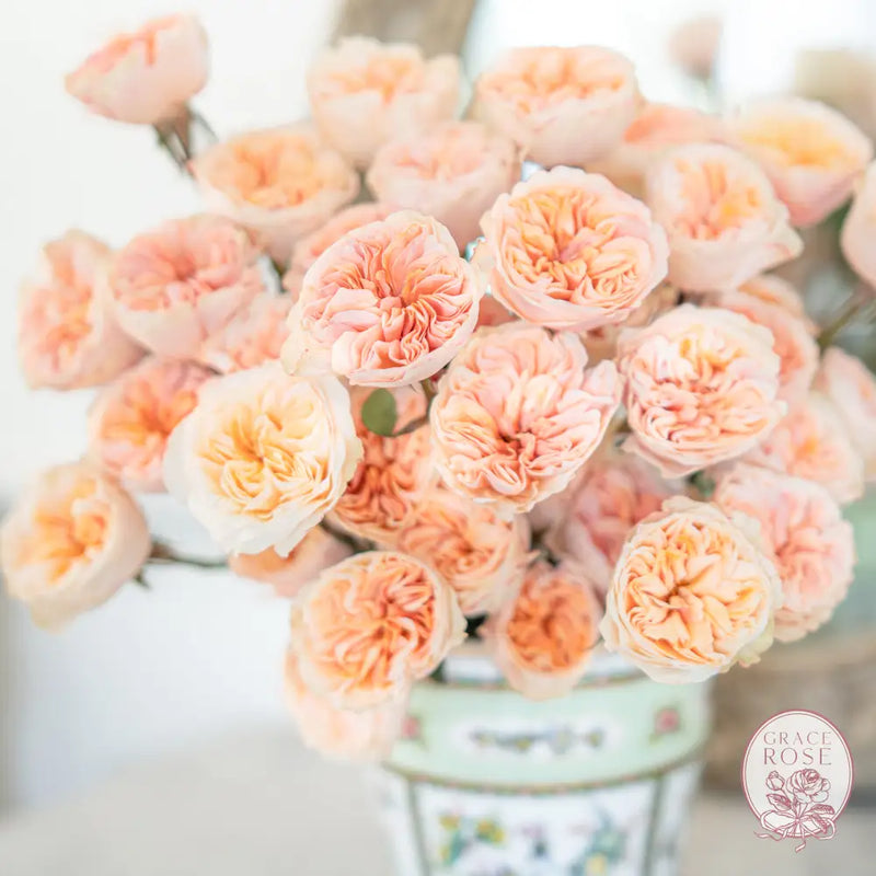 Garden Rose Tip-Top!®