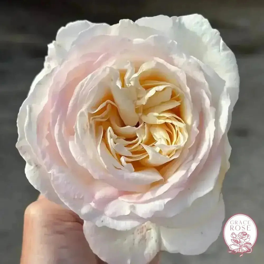 Gracie 50K Celebration Box