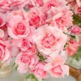 Bouquet of pink roses with a soft focus background
