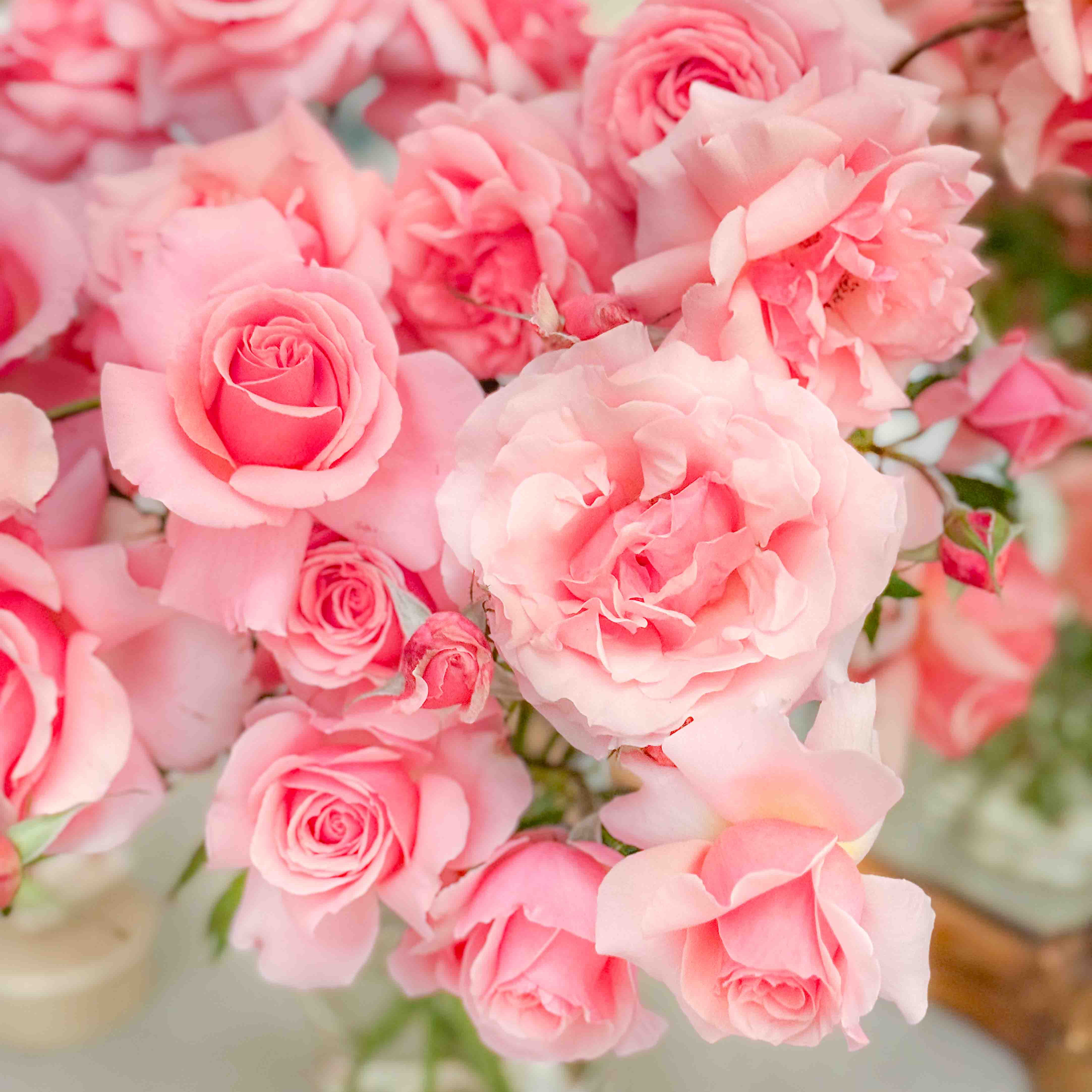 ＊*..Rose garden..＊°.. 優しい彩り　プリザーブドフラワー プリザーブドフラワー - 〜お花とポーセラーツとクレイ・布クラフト