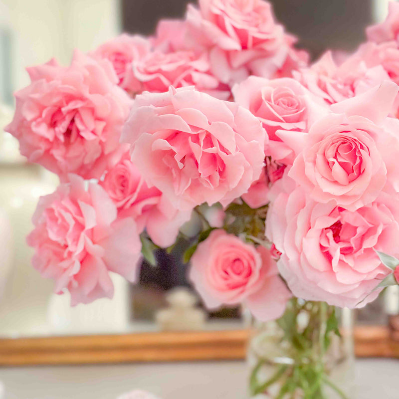 Tournament Of Roses Bare Root Rose Bush