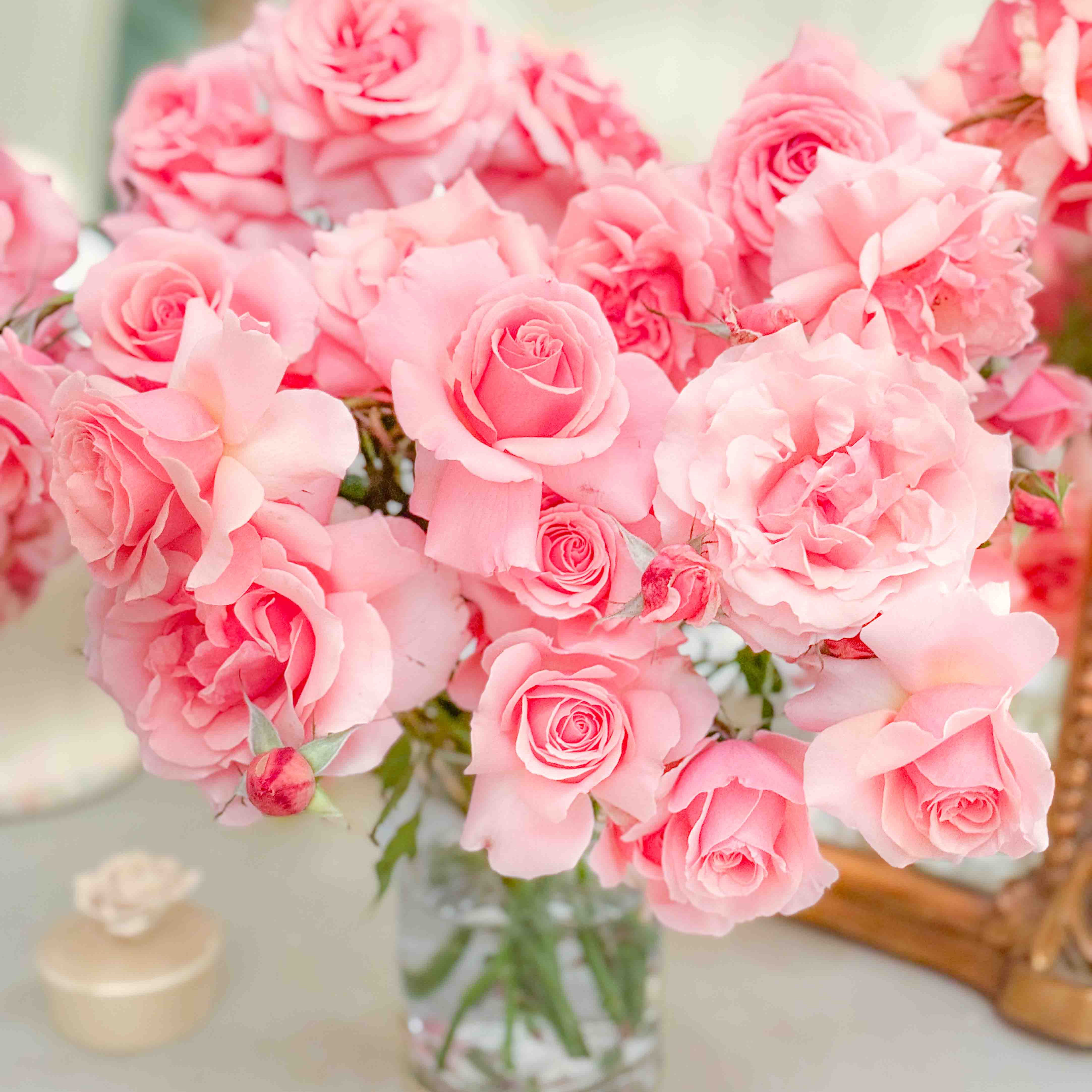 Tournament of Roses Potted Rose Bush