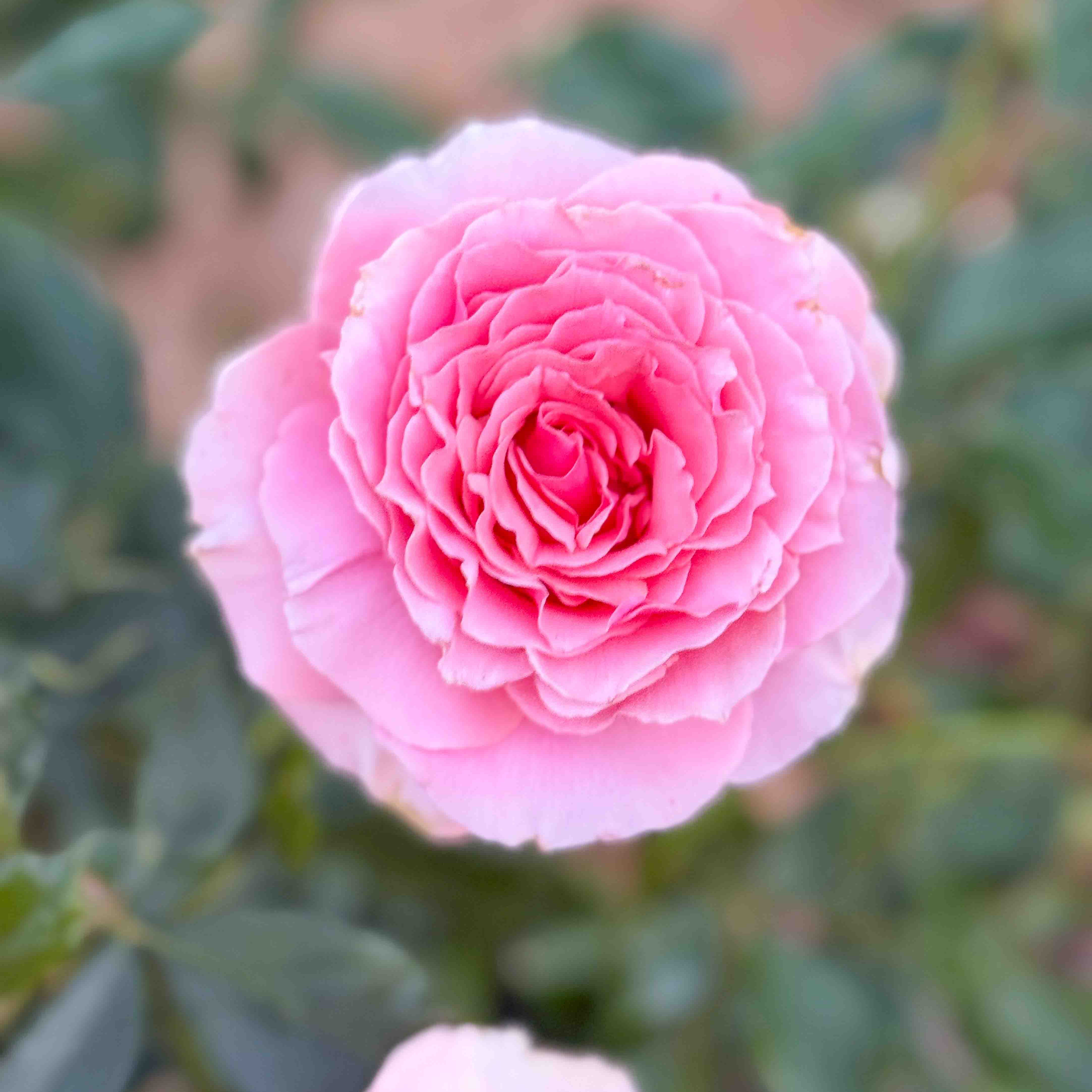 Voluptuous Rose | Large Pink Bloom Rose | Grace Rose Farm