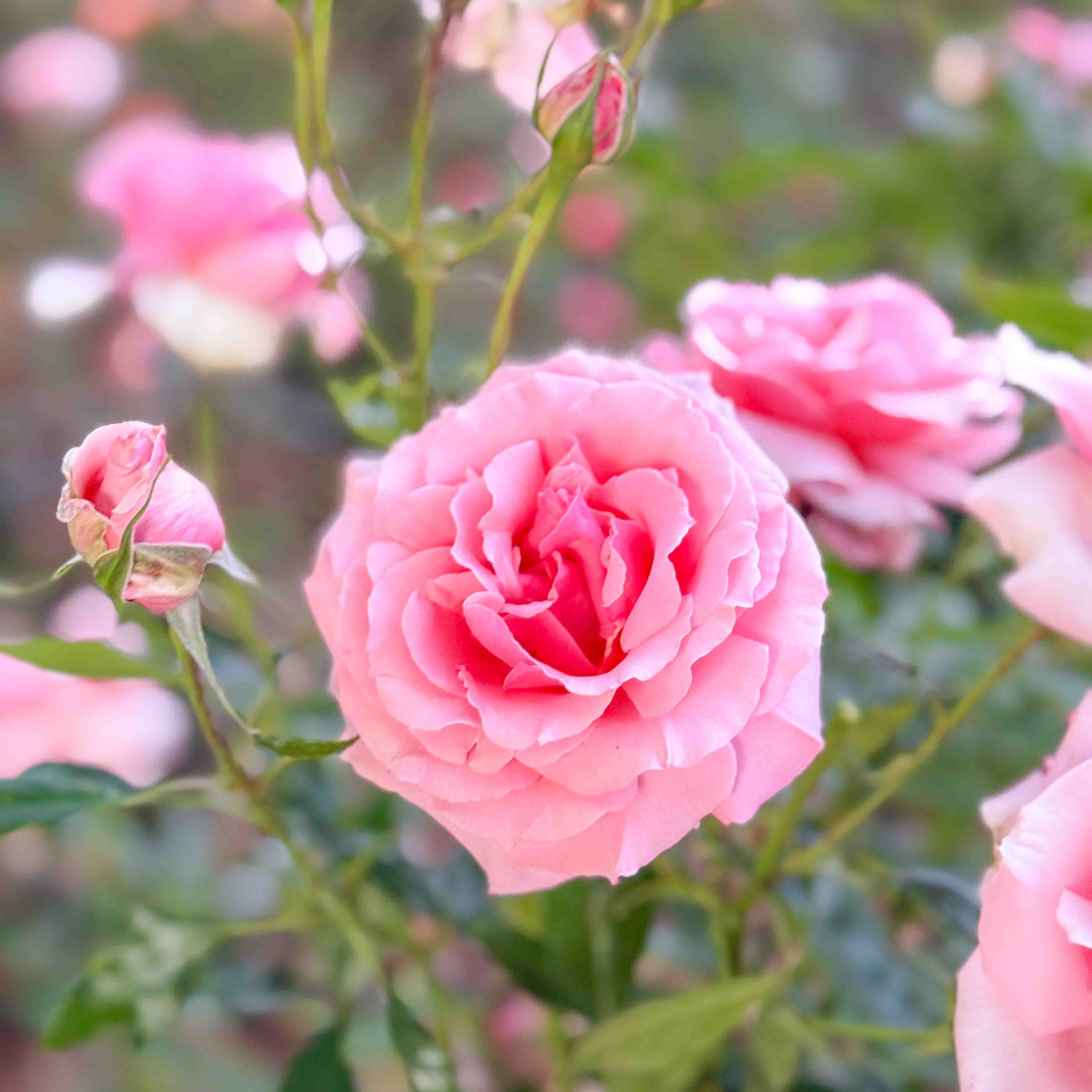 Voluptuous Rose | Large Pink Bloom Rose | Grace Rose Farm