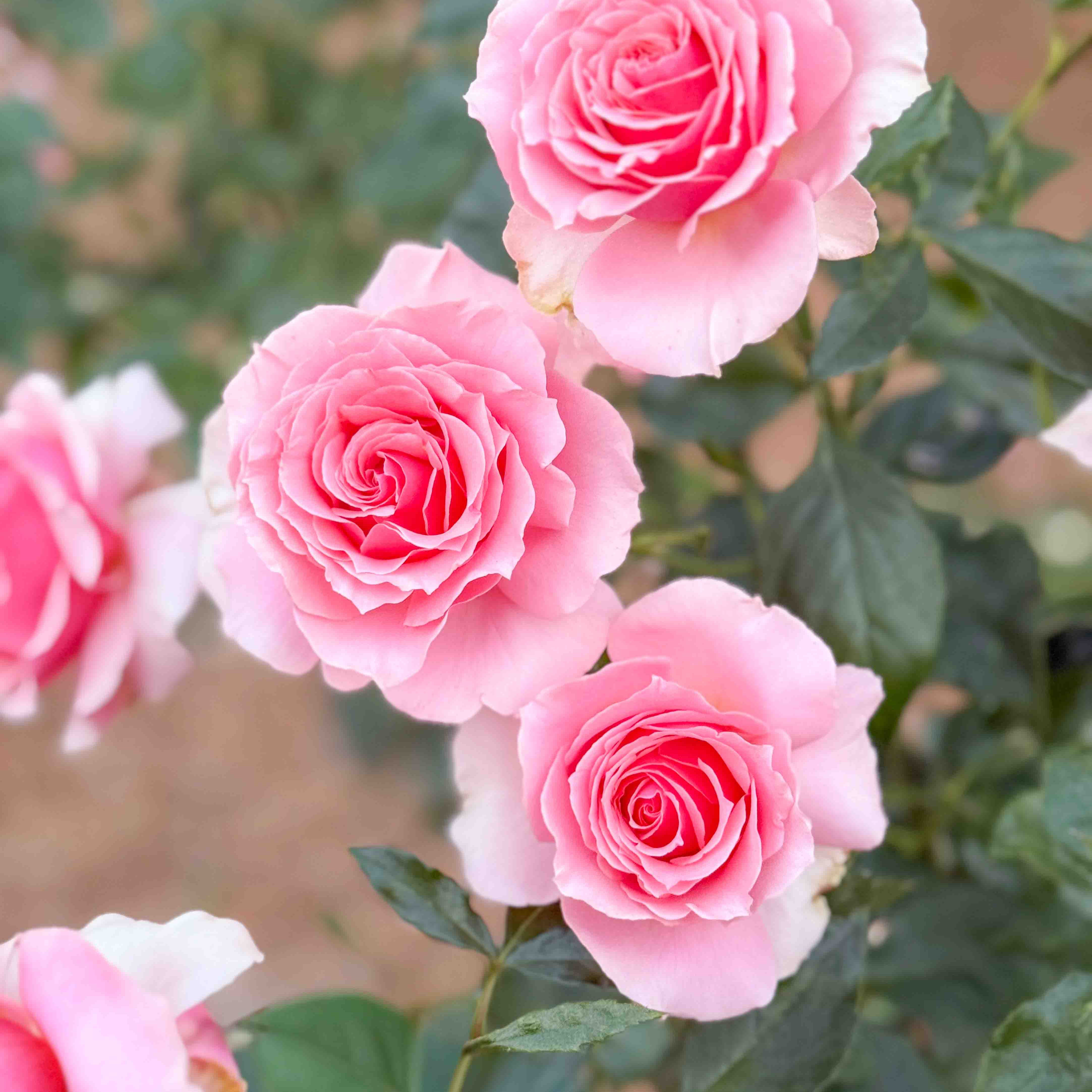 rose pink様❁︎オーダー　ハーバリウム2027 2.11。:°ஐ*。: Voluptuous Rose | Large Pink Bloom Rose | Grace Rose Farm