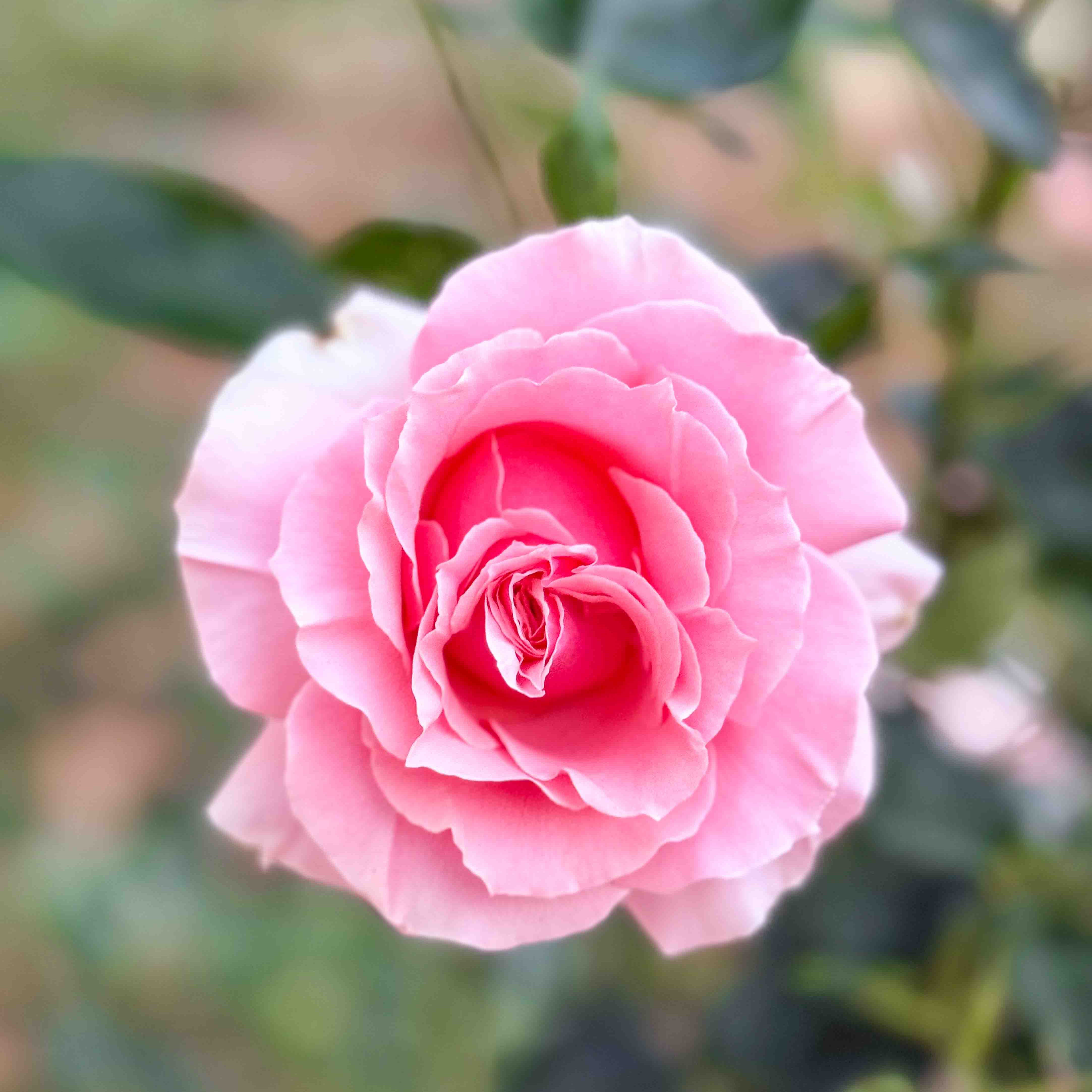 Tournament of Roses Potted Rose Bush