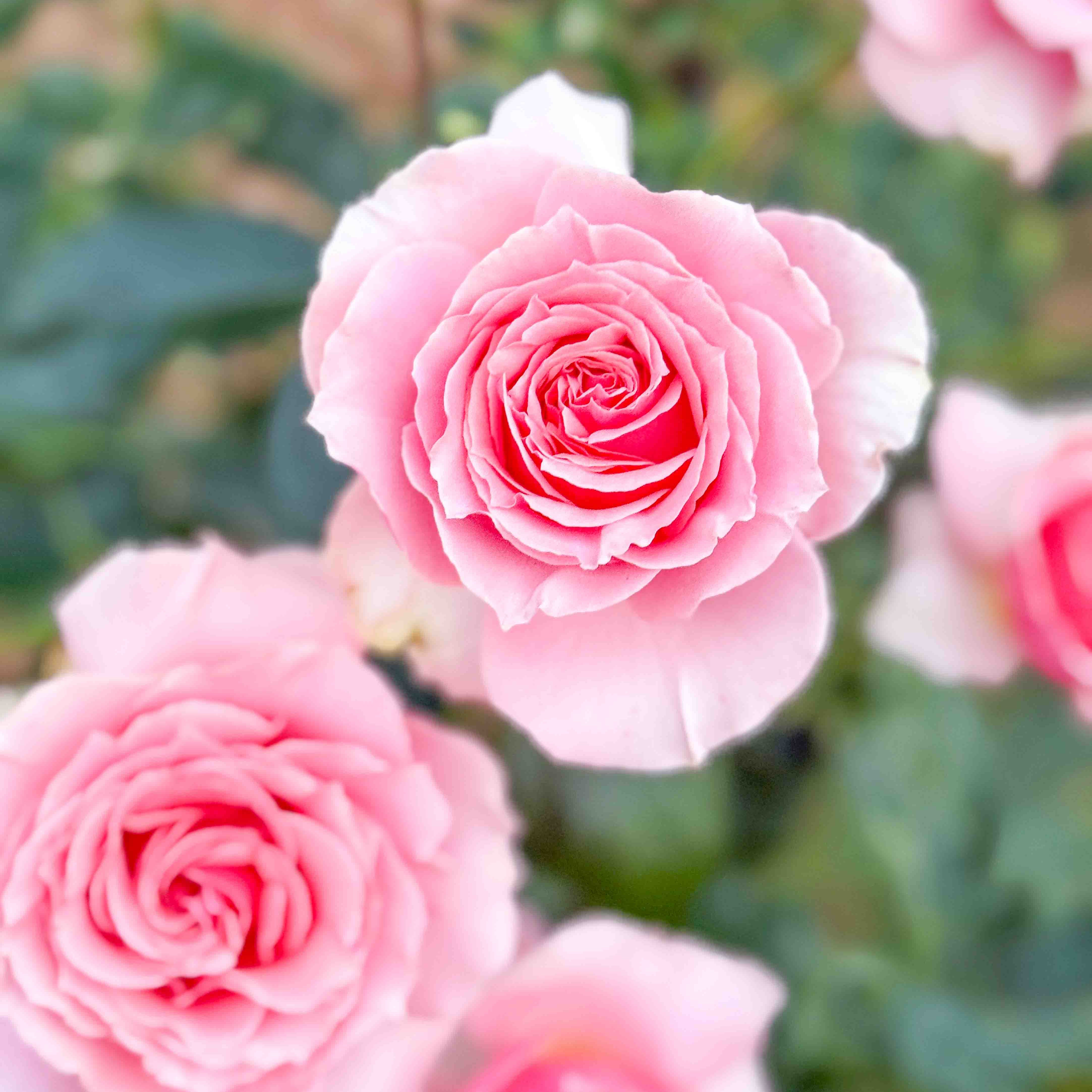 rose pink様 カスタム❁︎オーダー・リクエスト Tournament of Roses Potted Rose Bush - Grace Rose Farm