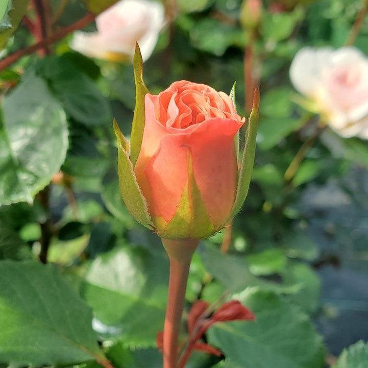David Austin® Emily Bronte™ Potted Rose Bush