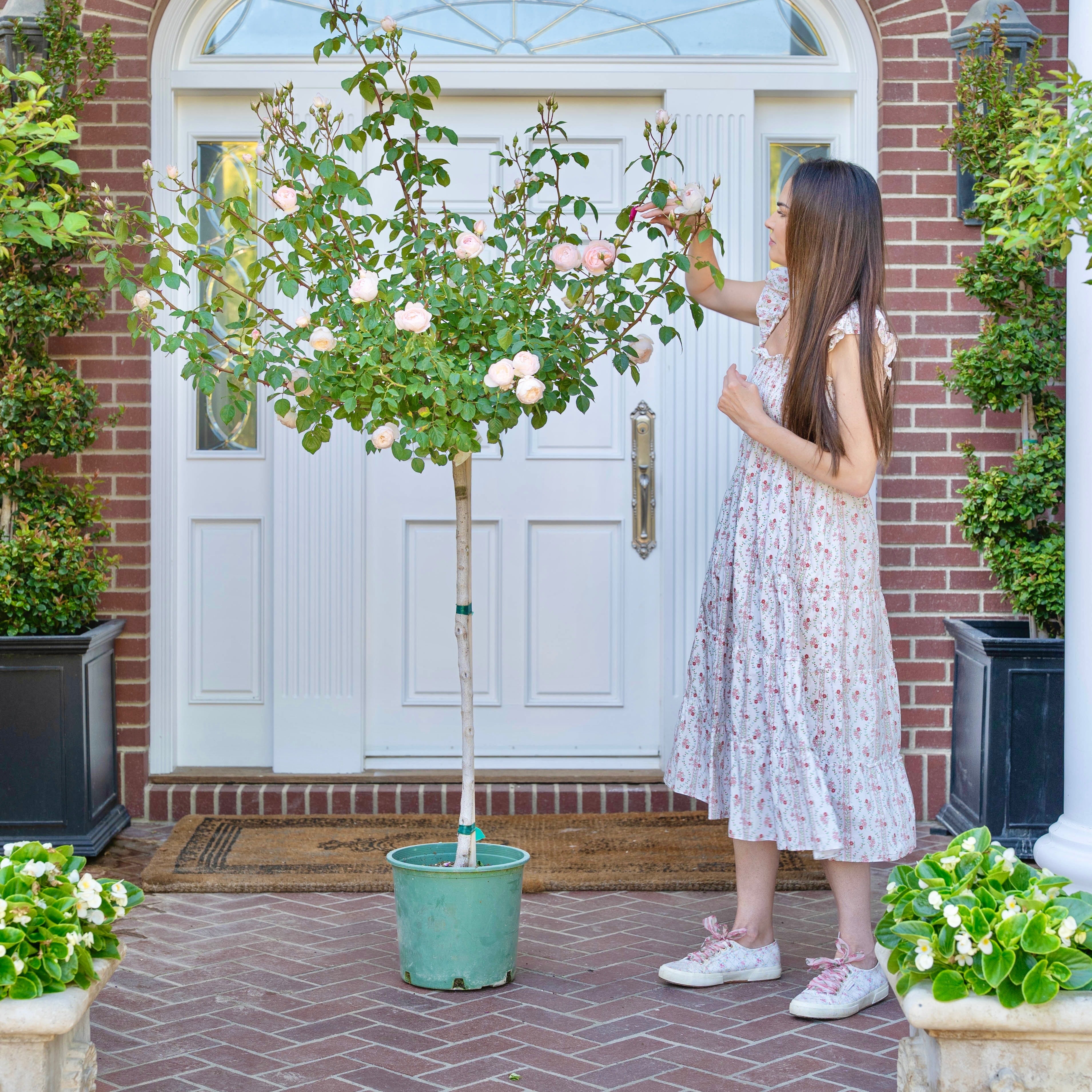miss congeniality pink dress Miss Congeniality Tree Rose | Pink Edged White Tree Rose