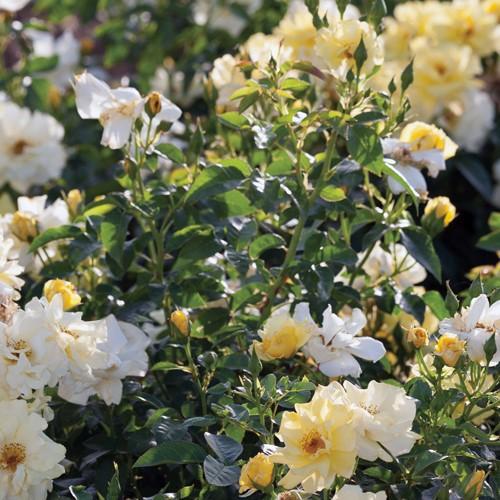Lemon Drift® Potted Rose Bush
